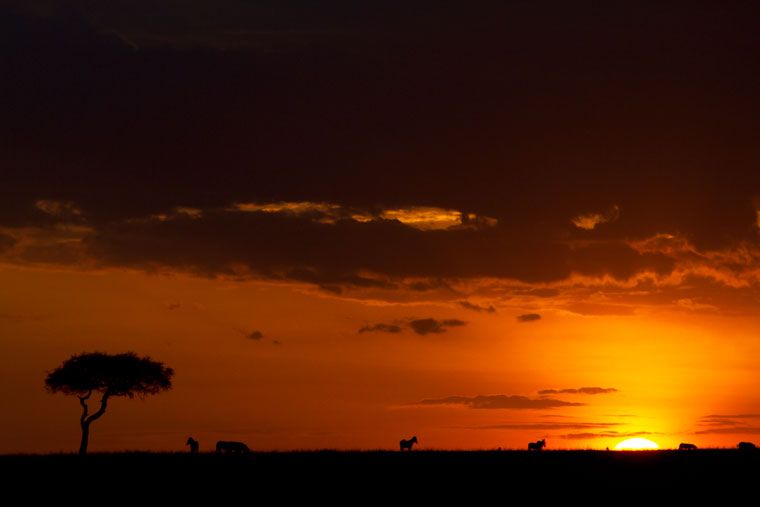sunset with trees and zebra