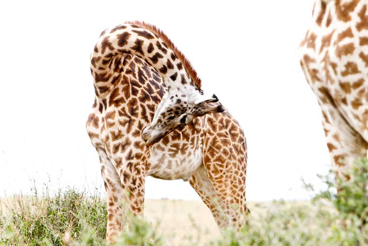 giraffe bending over