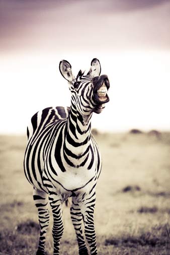 laughing zebra