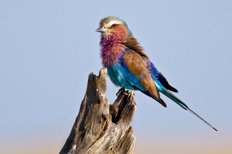 lilac breasted roller on dead tree