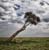 lone tree leaning over the mara